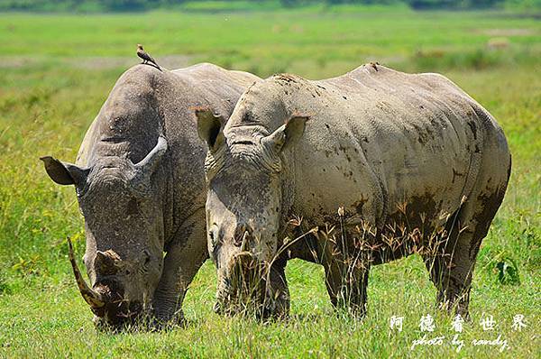 nakuru2D7000 300.JPG