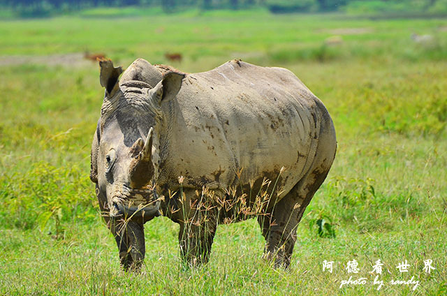 nakuru2D7000 301.JPG