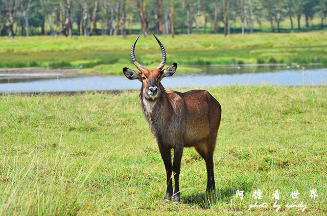 nakuru2D7000 304.JPG