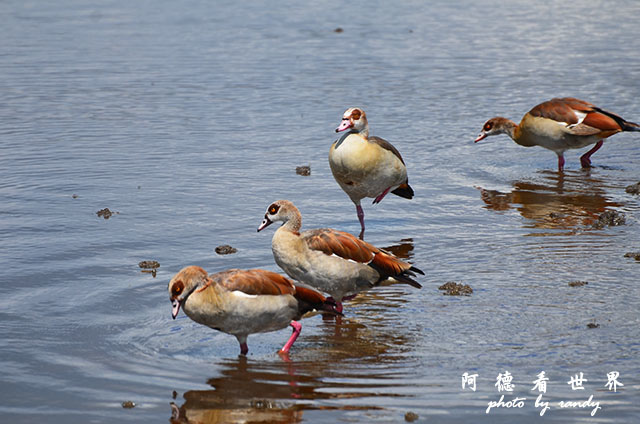 nakuru2D7000 313.JPG nakuru2D7000 313.JPG