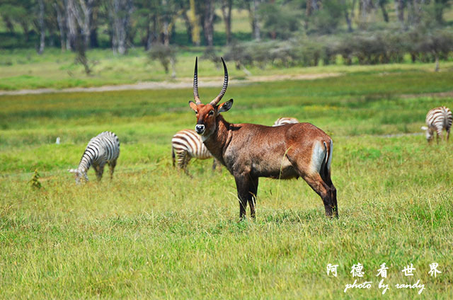 nakuru2D7000 306.JPG nakuru2D7000 306.JPG