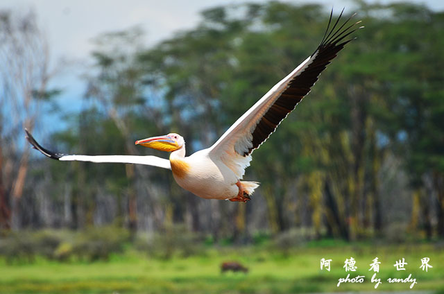 nakuru2D7000 327.JPG nakuru2D7000 327.JPG