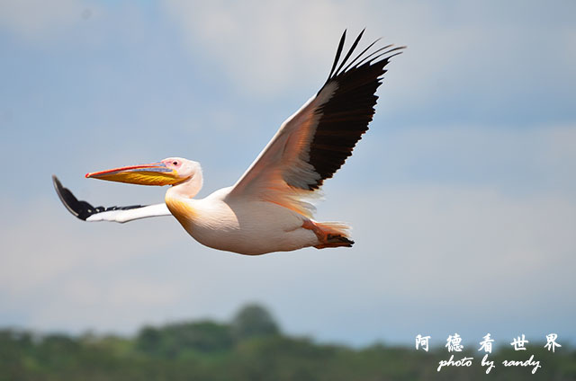 nakuru2D7000 329.JPG nakuru2D7000 329.JPG