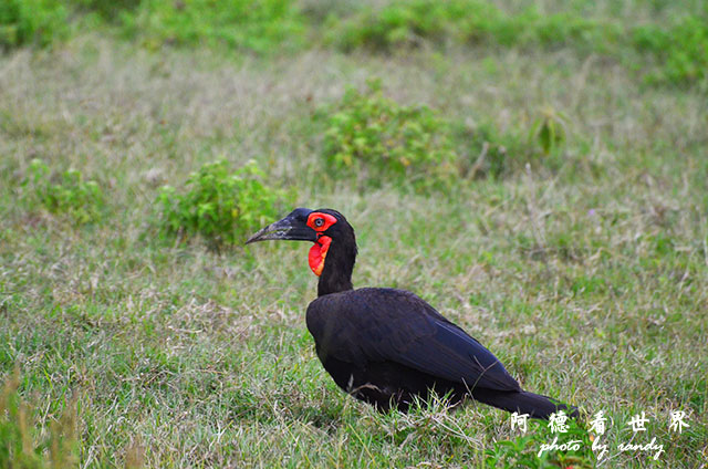 nakuru2D7000 335.JPG