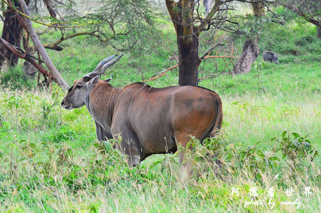 nakuru2D7000 352.JPG