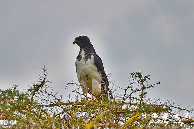 nakuru2D7000 346.JPG