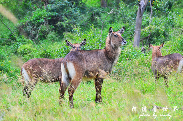 nakuru2D7000 356.JPG