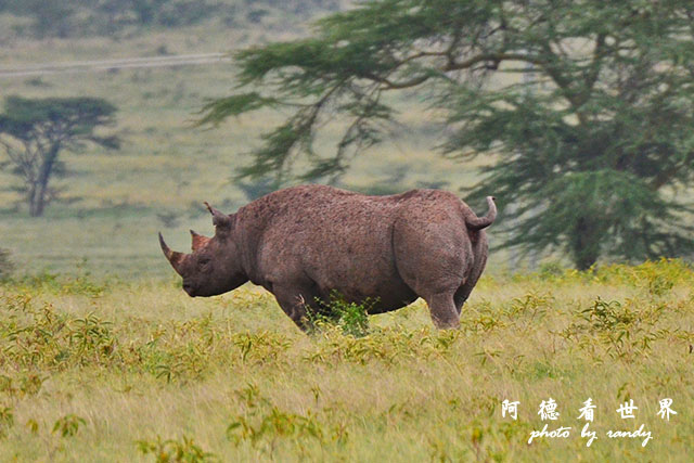 nakuru2D7000 368.JPG nakuru2D7000 368.JPG