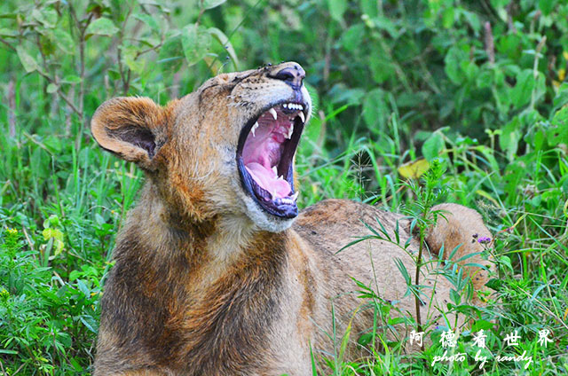 nakuru2D7000 386.JPG nakuru2D7000 386.JPG