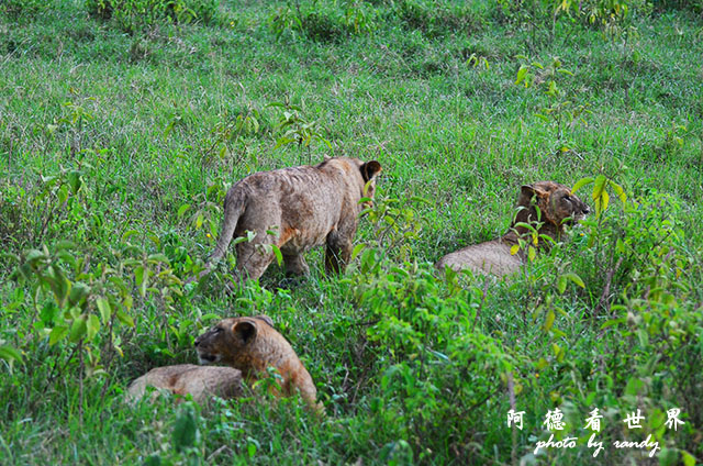 nakuru2D7000 391.JPG