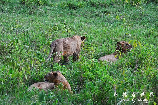 nakuru2D7000 391.JPG