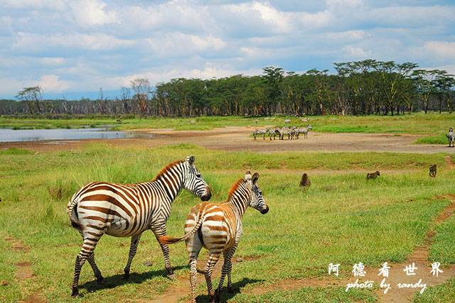 nakuru2P7700 373.JPG