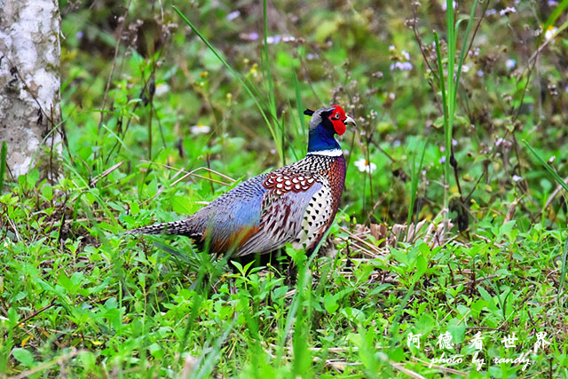 2017-03-27-2 大農大富 017.JPG 2017-03-27-2 大農大富 017.JPG