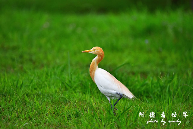 2017-03-27-2 大農大富 008.JPG 2017-03-27-2 大農大富 008.JPG