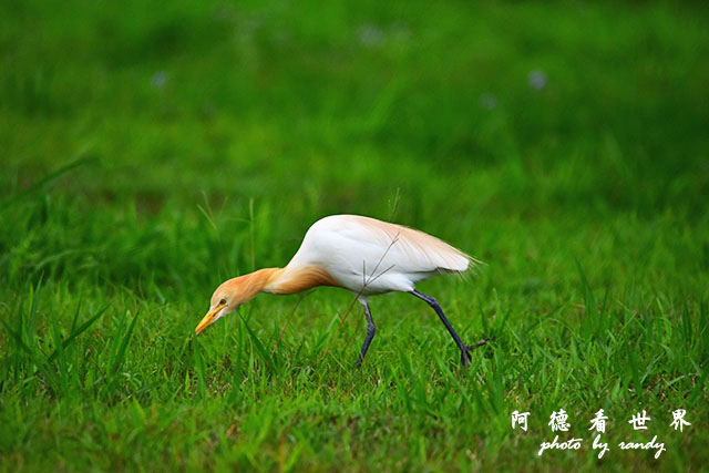 2017-03-27-2 大農大富 007.JPG 2017-03-27-2 大農大富 007.JPG