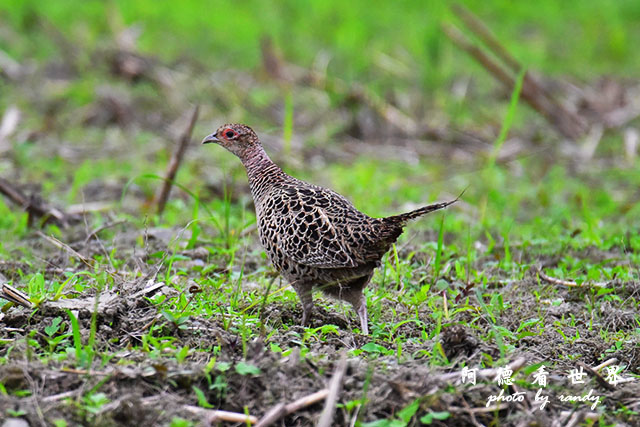 2017-03-27-2 大農大富 009.JPG 2017-03-27-2 大農大富 009.JPG