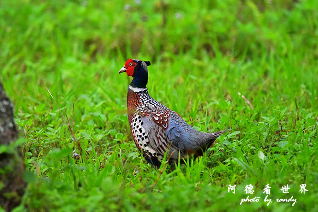 2017-03-27-2 大農大富 019.JPG 2017-03-27-2 大農大富 019.JPG