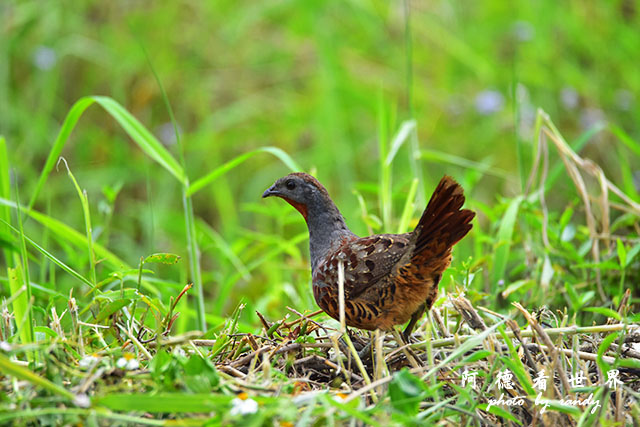 大農大富-2 030.JPG 大農大富-2 030.JPG