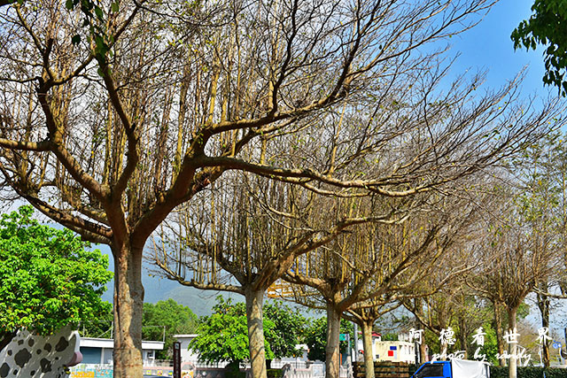 大農大富-2 019.JPG 大農大富-2 019.JPG