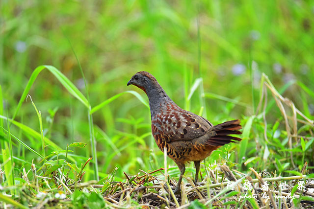 大農大富-2 027.JPG 大農大富-2 027.JPG