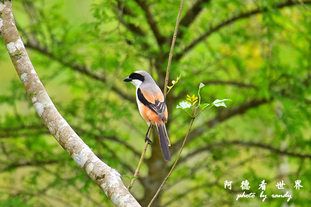 大農大富-2 073.JPG 大農大富-2 073.JPG