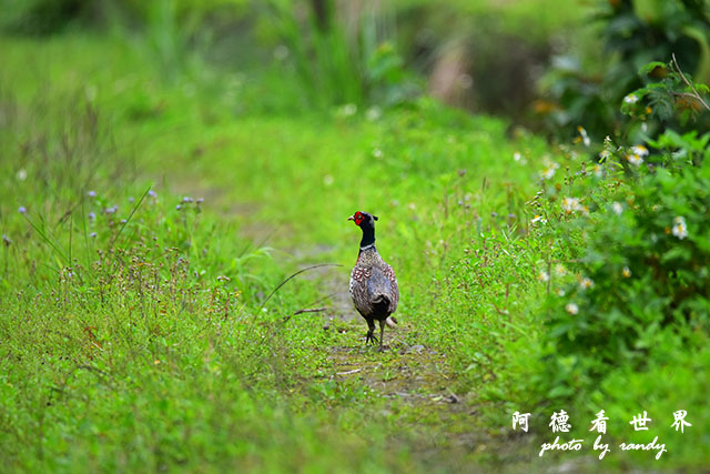 大農大富-2 061.JPG 大農大富-2 061.JPG