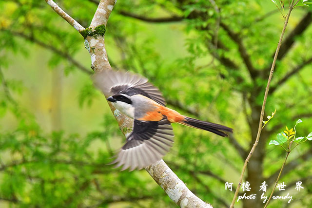 大農大富-2 074.JPG 大農大富-2 074.JPG