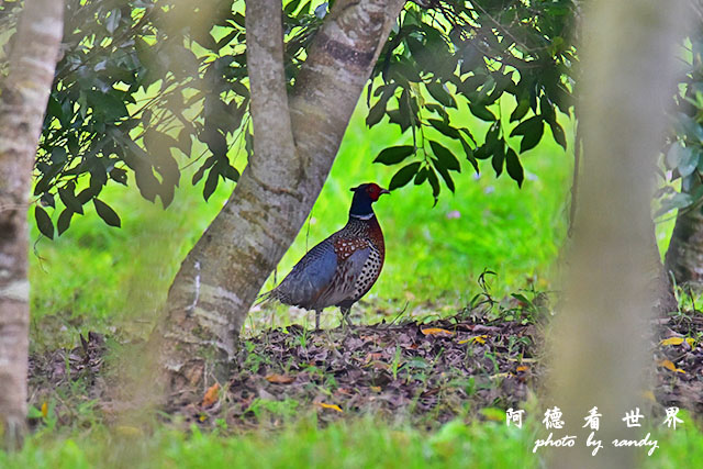 大農大富-2 080.JPG 大農大富-2 080.JPG