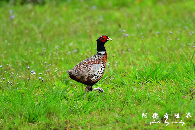 大農大富-2 092.JPG 大農大富-2 092.JPG