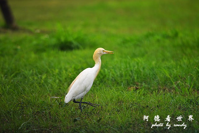 大農大富-2 090.JPG 大農大富-2 090.JPG