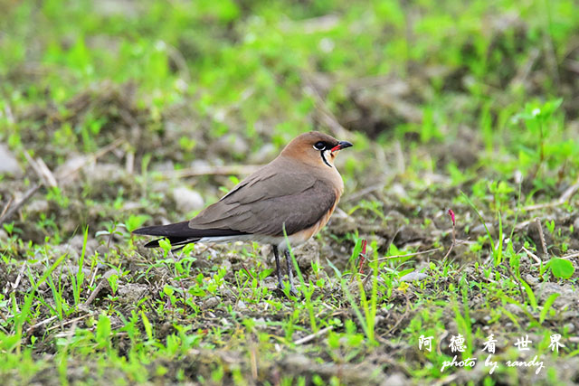 大農大富-2 121.JPG 大農大富-2 121.JPG