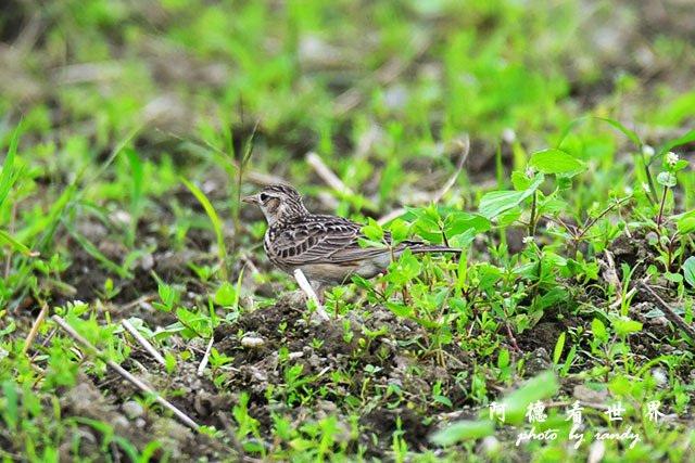 大農大富-2 123.JPG 大農大富-2 123.JPG