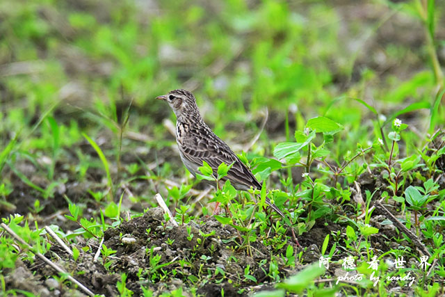 大農大富-2 122.JPG 大農大富-2 122.JPG