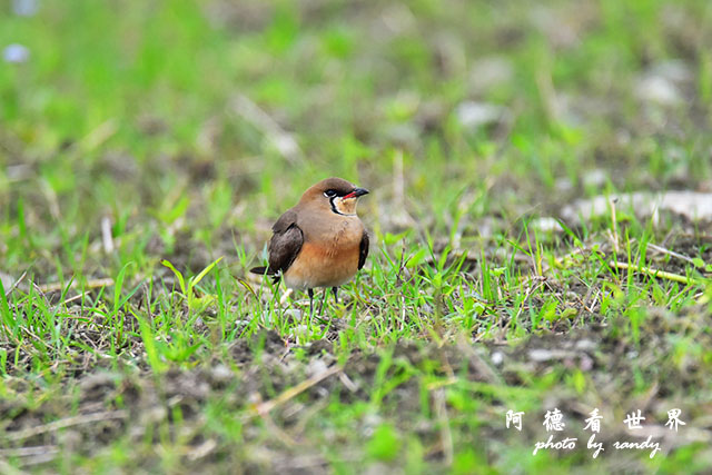 大農大富-2 116.JPG 大農大富-2 116.JPG