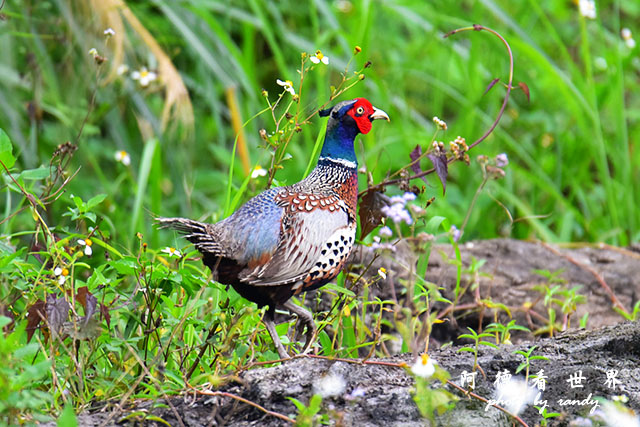 大農大富-2 100.JPG 大農大富-2 100.JPG