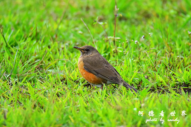 大農大富-2 097.JPG 大農大富-2 097.JPG