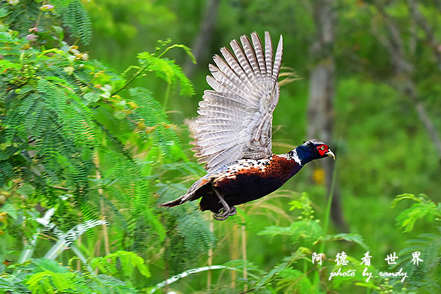 大農大富-2 130.JPG 大農大富-2 130.JPG