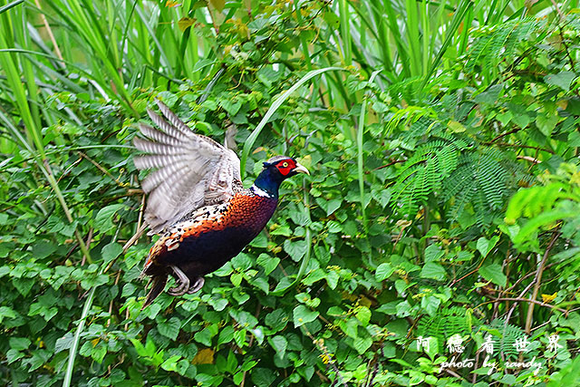 大農大富-2 129.JPG 大農大富-2 129.JPG