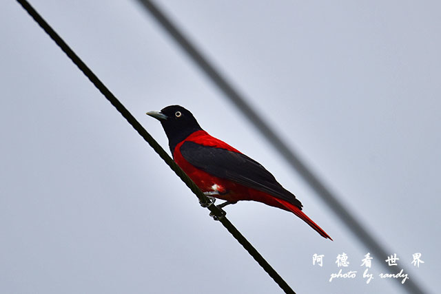 大農大富-2 141.JPG 大農大富-2 141.JPG