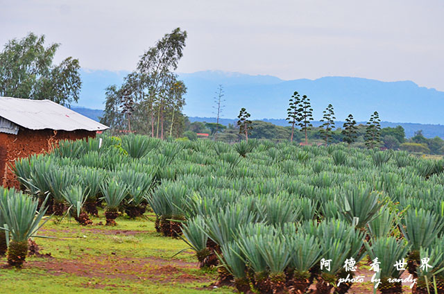 baringoD7000 003.JPG baringoD7000 003.JPG