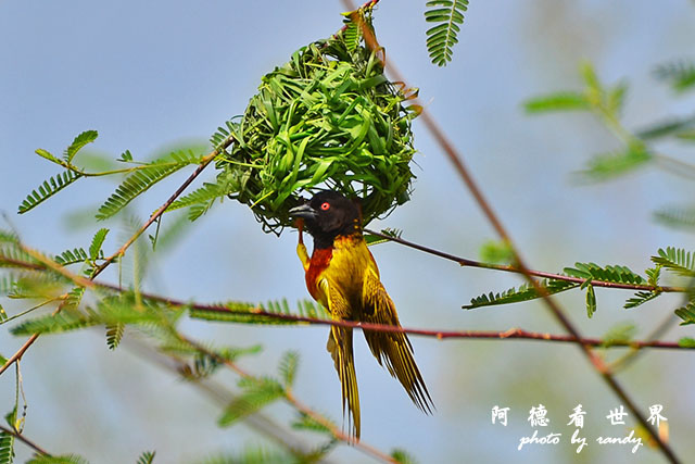 baringoD7000 018.JPG baringoD7000 018.JPG