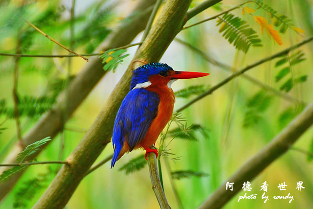 baringoD7000 032.JPG baringoD7000 032.JPG