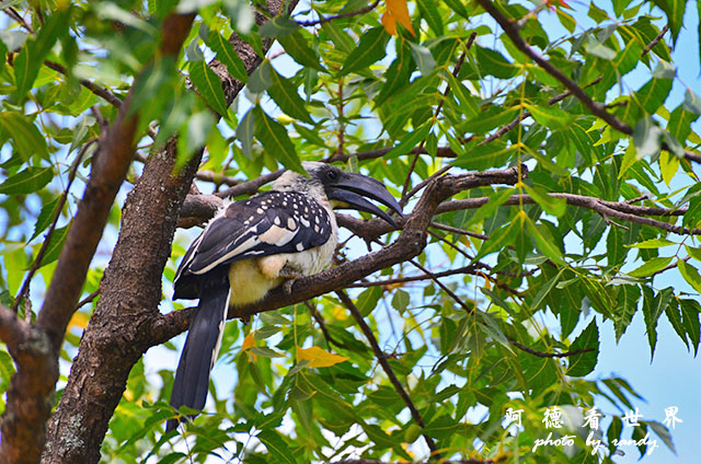 baringoD7000 044.JPG baringoD7000 044.JPG