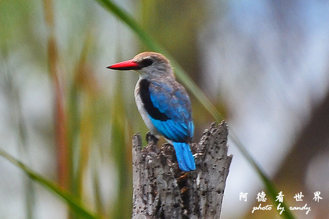 baringoD7000 037.JPG baringoD7000 037.JPG