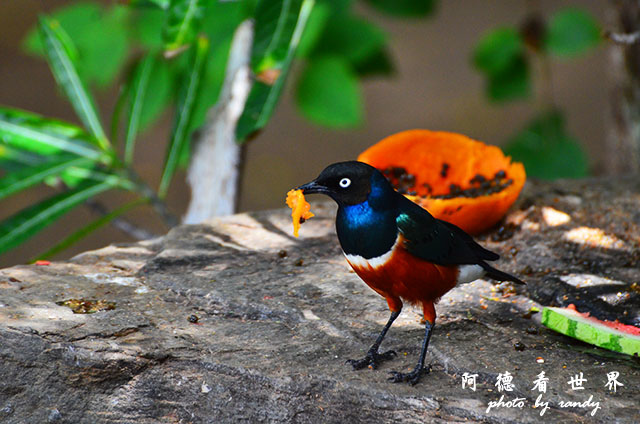 baringoD7000 060.JPG baringoD7000 060.JPG