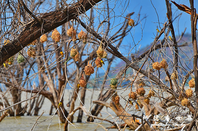 baringoD7000 079.JPG baringoD7000 079.JPG