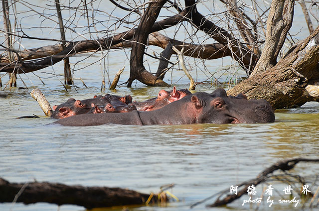 baringoD7000 105.JPG baringoD7000 105.JPG