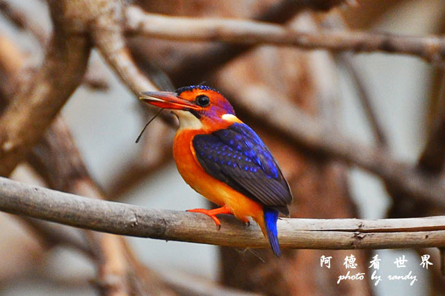 baringoD7000 153.JPG baringoD7000 153.JPG