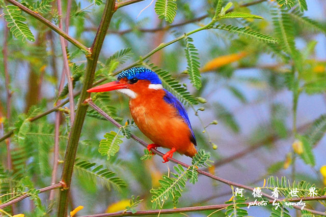 baringoD7000 149.JPG baringoD7000 149.JPG