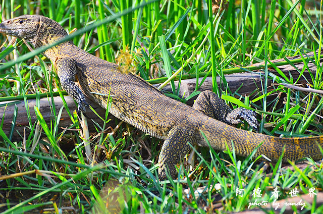 bogoriaD7000 020.JPG bogoriaD7000 020.JPG